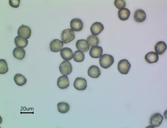  Cypress Pollen Image