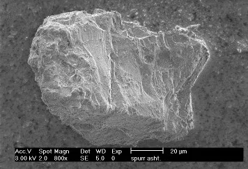 Spurr (Ashton) SEM Image 1