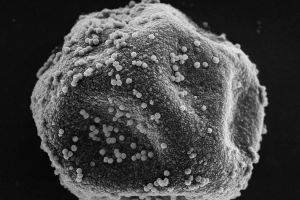 Pollen